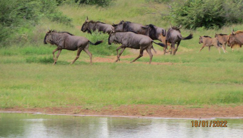 Het Slot Boerdery Lephalale Ellisras Limpopo Province South Africa Gnu, Mammal, Animal, Herbivore