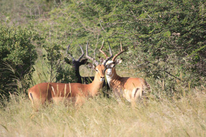 Het Slot Boerdery Lephalale Ellisras Limpopo Province South Africa Deer, Mammal, Animal, Herbivore