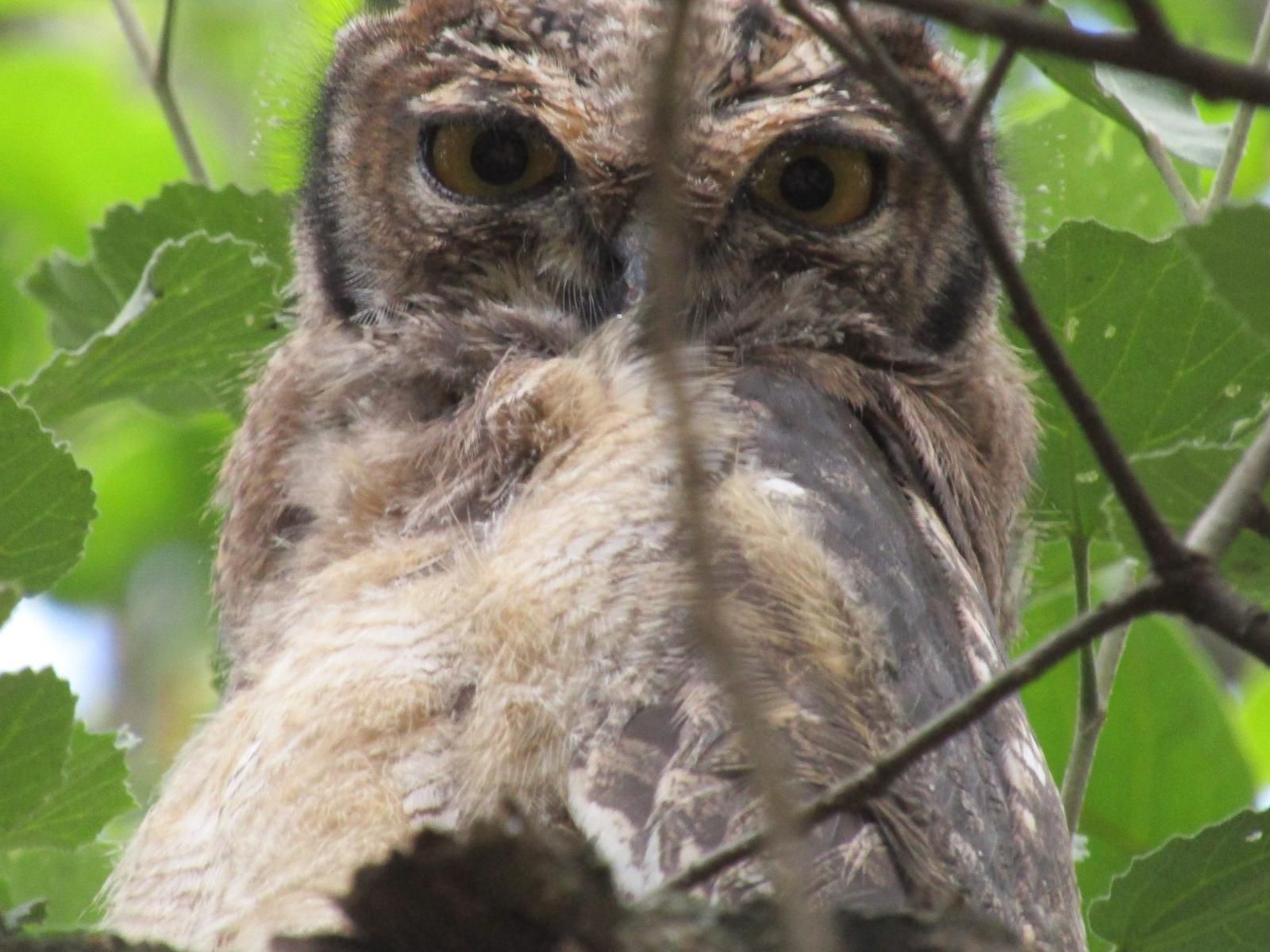 Heuglins, Owl, Bird, Animal, Predator