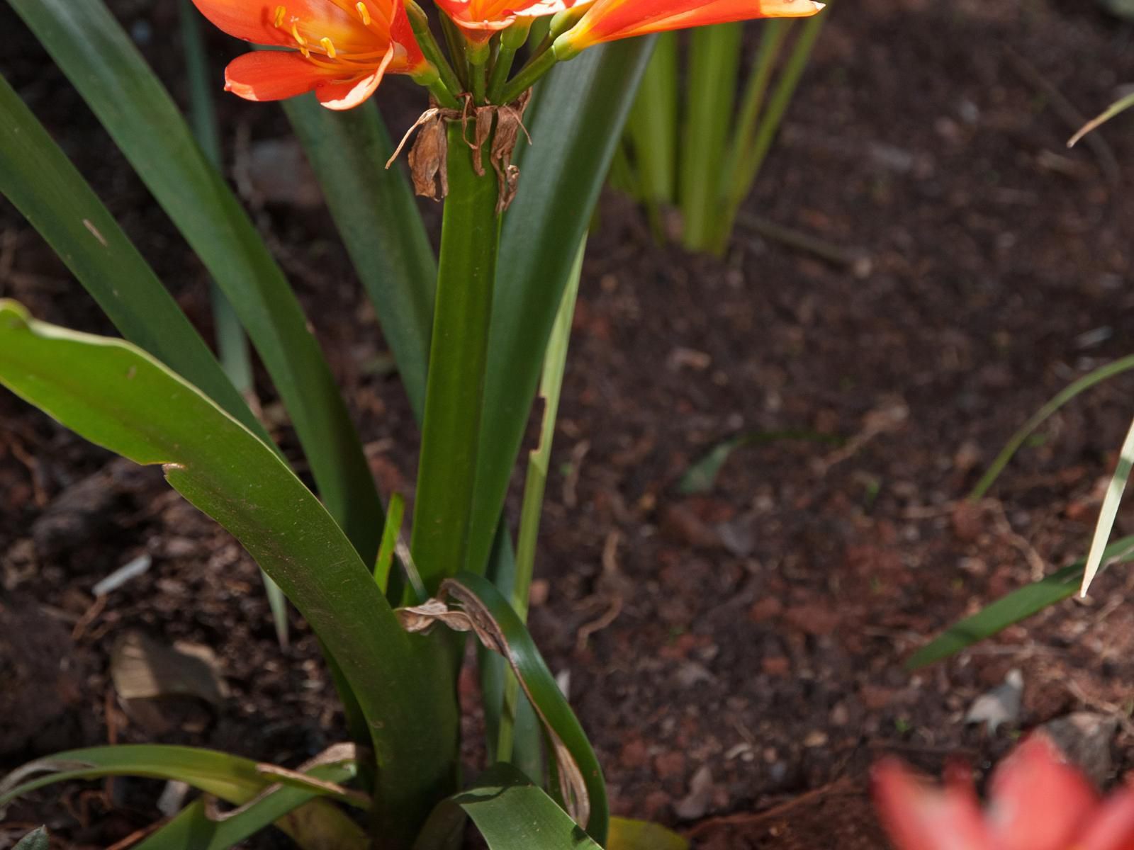 Heuglins, Flower, Plant, Nature, Tulip, Garden