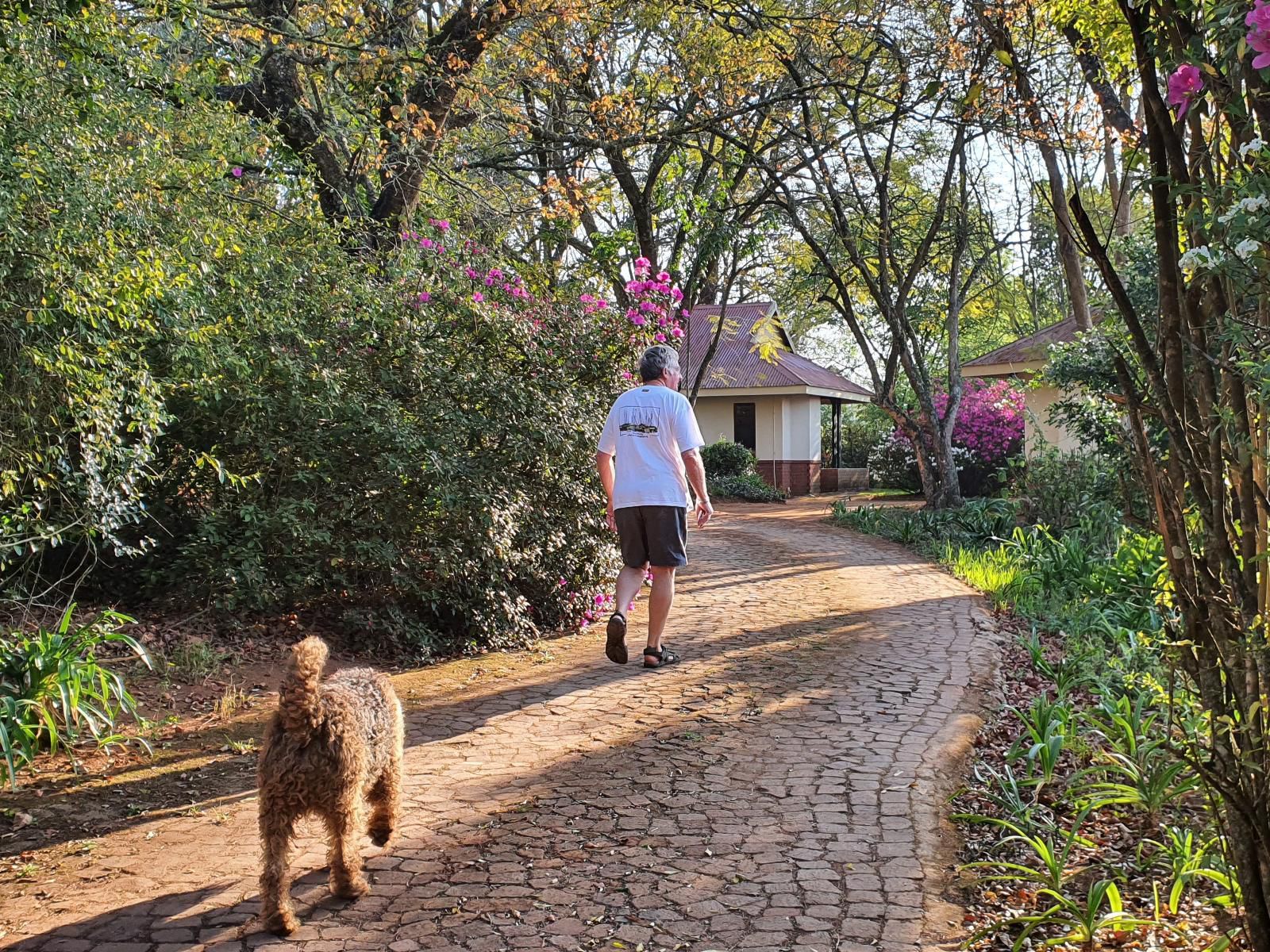 Heuglins, Cat, Mammal, Animal, Pet, Garden, Nature, Plant, Person