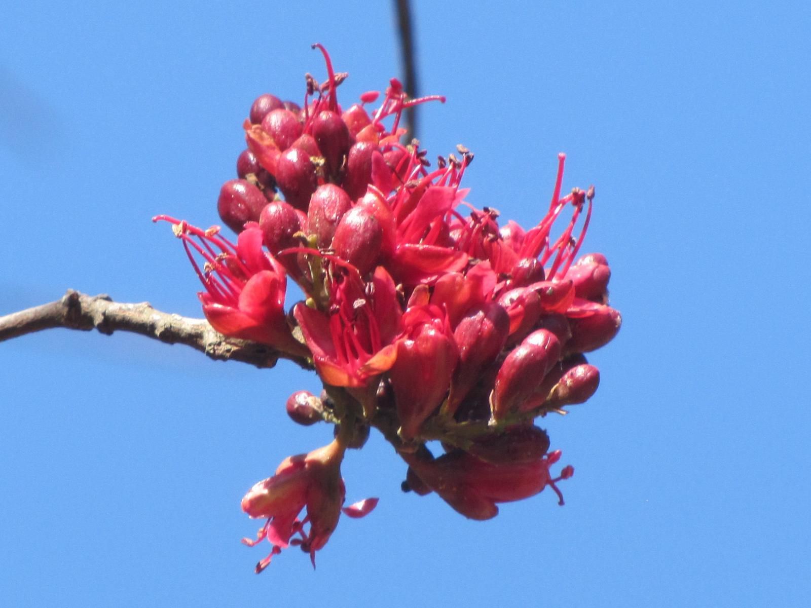 Heuglins Lodge White River Mpumalanga South Africa Colorful, Blossom, Plant, Nature