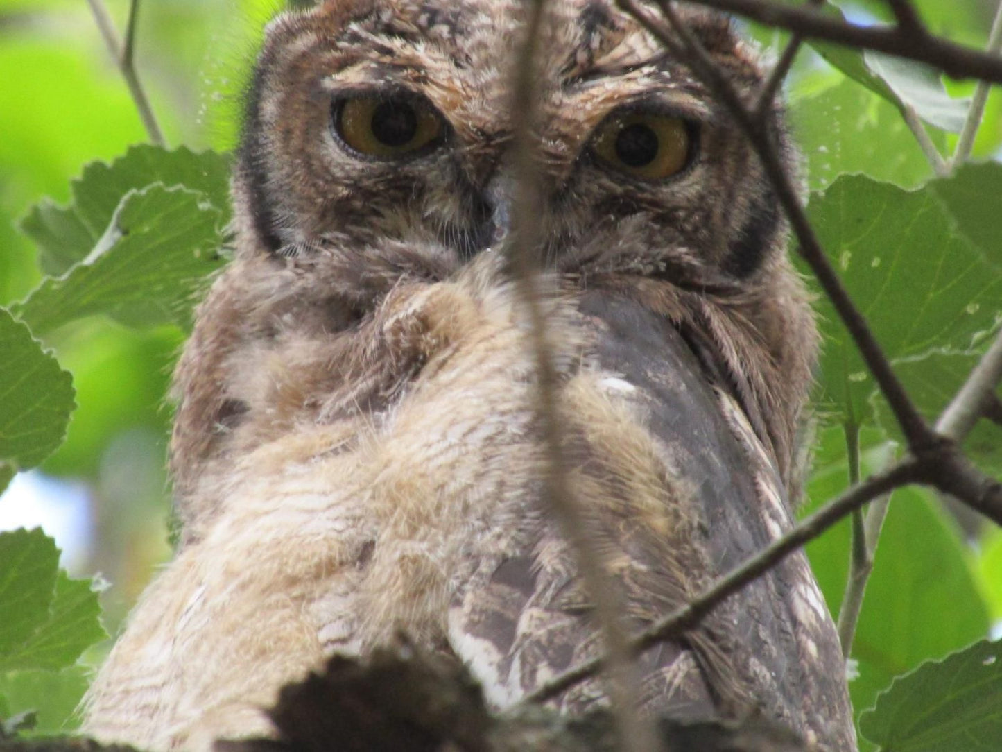 Heuglins Lodge White River Mpumalanga South Africa Owl, Bird, Animal, Predator