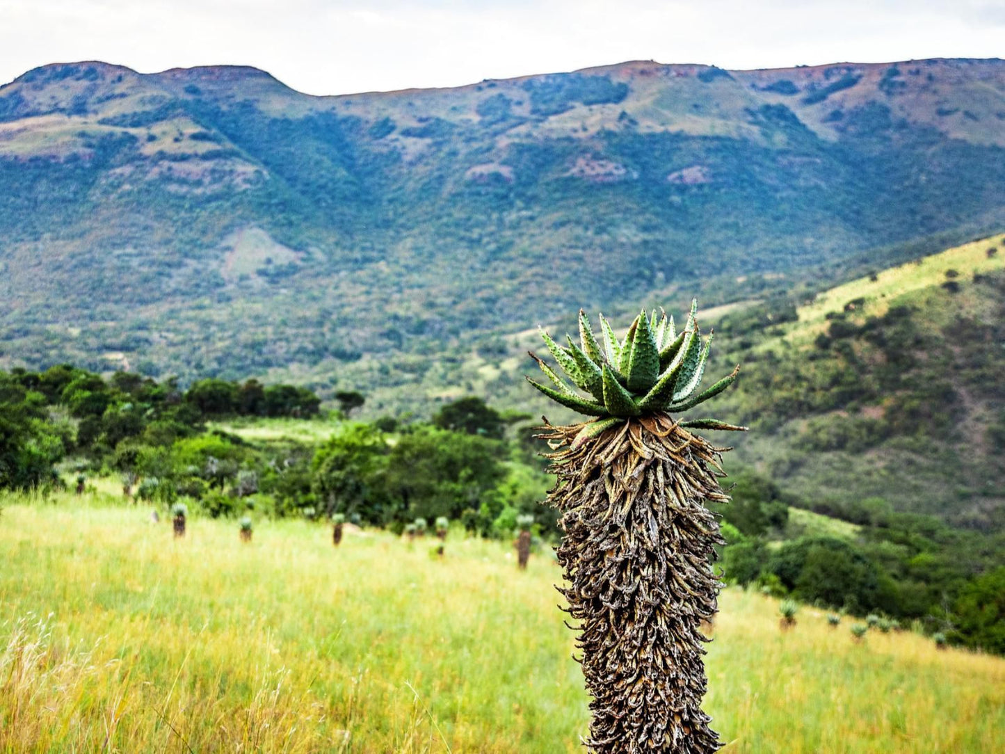 Heysbrook Country Lodge Waterval Onder Mpumalanga South Africa Complementary Colors, Pineapple, Fruit, Food, Plant, Nature