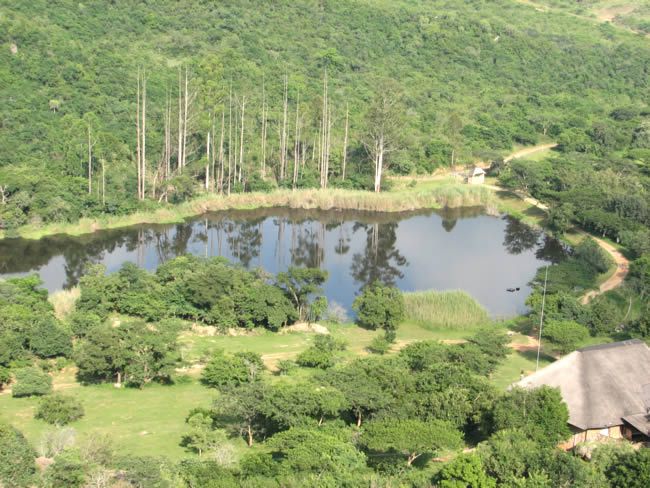 Hezekiah Game Farm Nelspruit Mpumalanga South Africa Tree, Plant, Nature, Wood, Highland