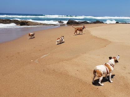 Hib Escape Log Cabins Hibberdene Kwazulu Natal South Africa Complementary Colors, Dog, Mammal, Animal, Pet, Beach, Nature, Sand, Ocean, Waters