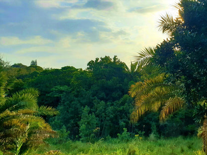 Hib Escape Log Cabins Hibberdene Kwazulu Natal South Africa Colorful, Forest, Nature, Plant, Tree, Wood, Palm Tree