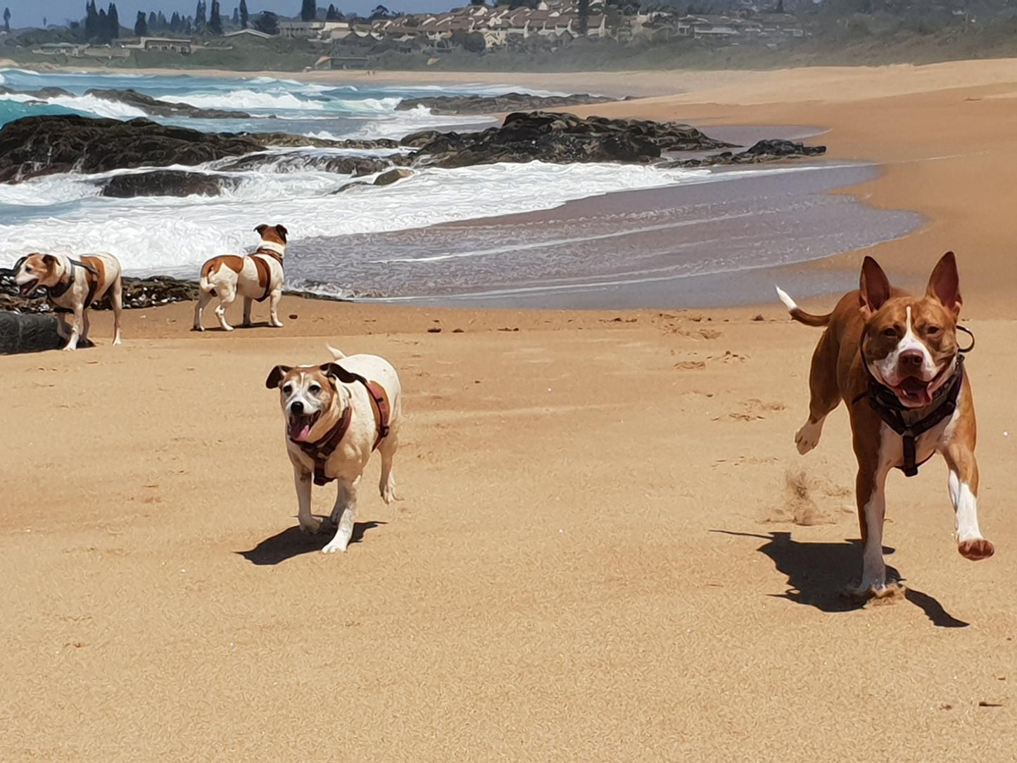 Hib Escape Log Cabins Hibberdene Kwazulu Natal South Africa Dog, Mammal, Animal, Pet, Beach, Nature, Sand