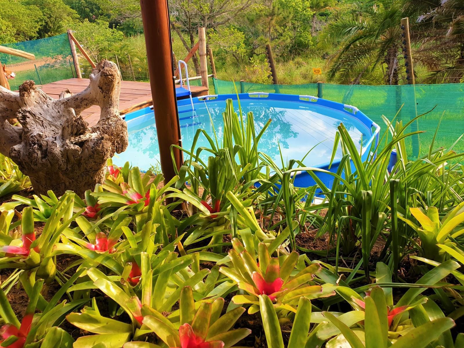 Hib Escape Log Cabins Hibberdene Kwazulu Natal South Africa Colorful, Garden, Nature, Plant, Swimming Pool