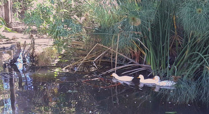 Hidden Emerald Barrydale Western Cape South Africa Unsaturated, Duck, Bird, Animal