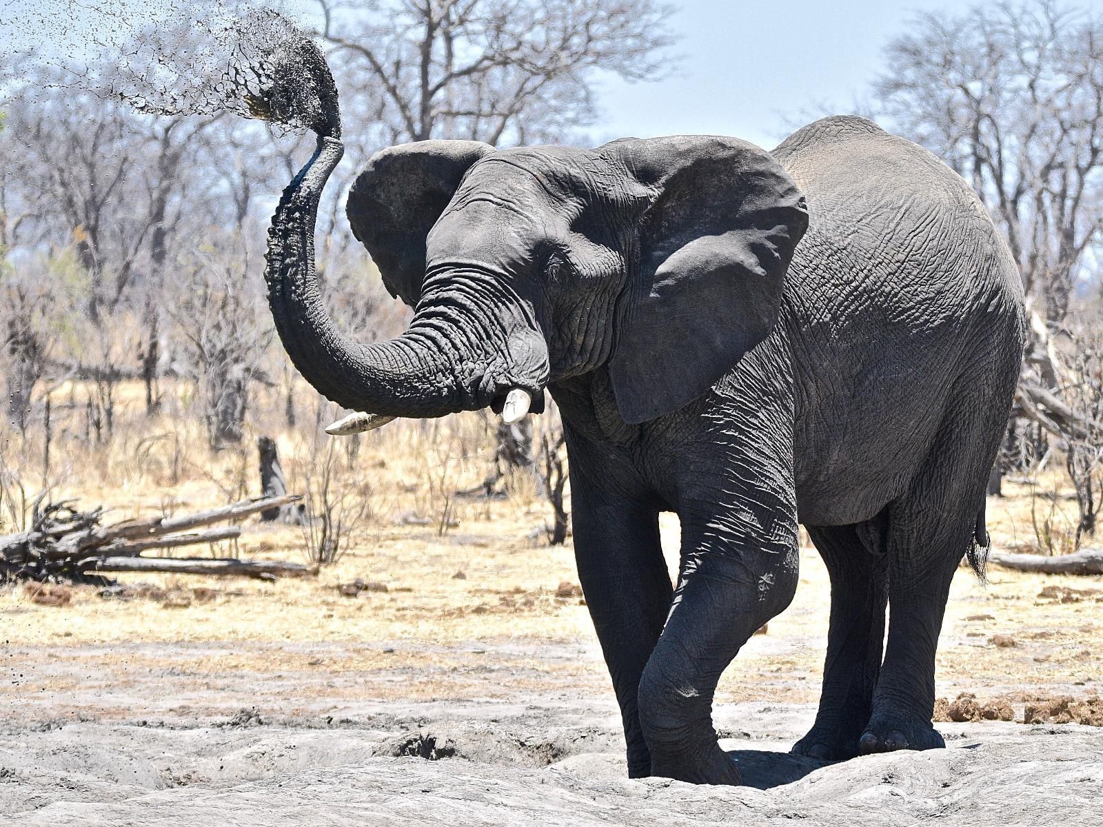 Hideaways Camp Kuzuma, Chobe, Elephant, Mammal, Animal, Herbivore