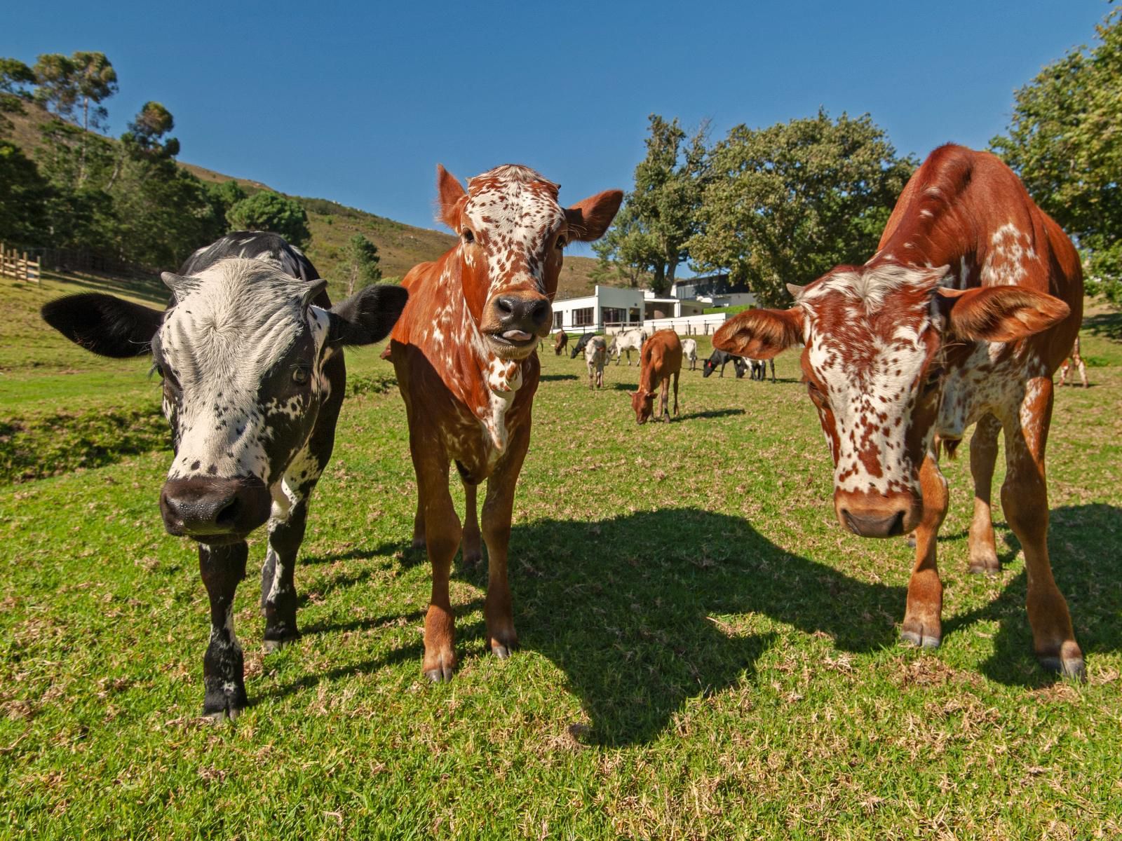 High Season Farm Luxury Cottages, Cow, Mammal, Animal, Agriculture, Farm Animal, Herbivore