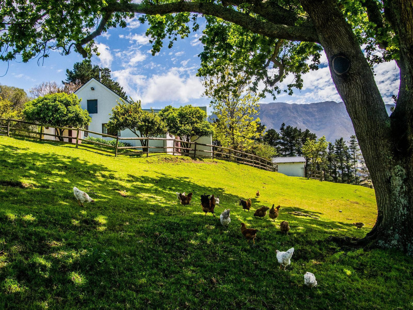 High Season Farm Luxury Cottages, Chicken, Bird, Animal, Agriculture, Farm Animal, Meadow, Nature, Mountain, Highland