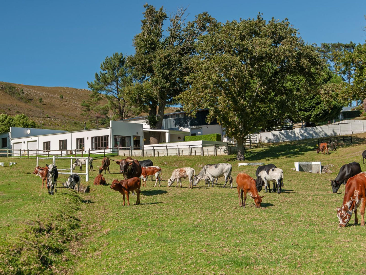 High Season Farm Luxury Cottages, Horse, Mammal, Animal, Herbivore