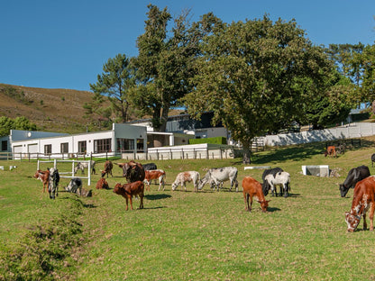 High Season Farm Luxury Cottages, Horse, Mammal, Animal, Herbivore