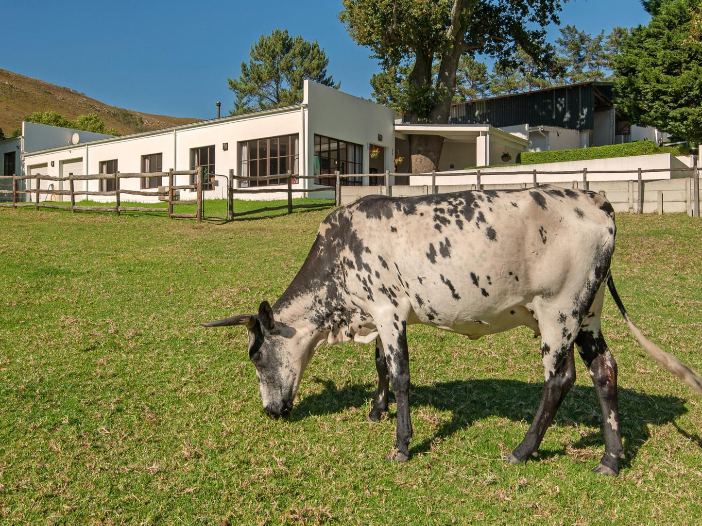 High Season Farm Luxury Cottages, Animal