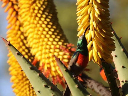 Highbourne Cottages, Colorful, Parrot, Bird, Animal