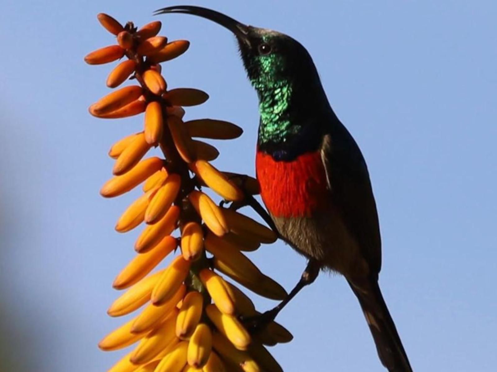 Highbourne Cottages, Bird, Animal