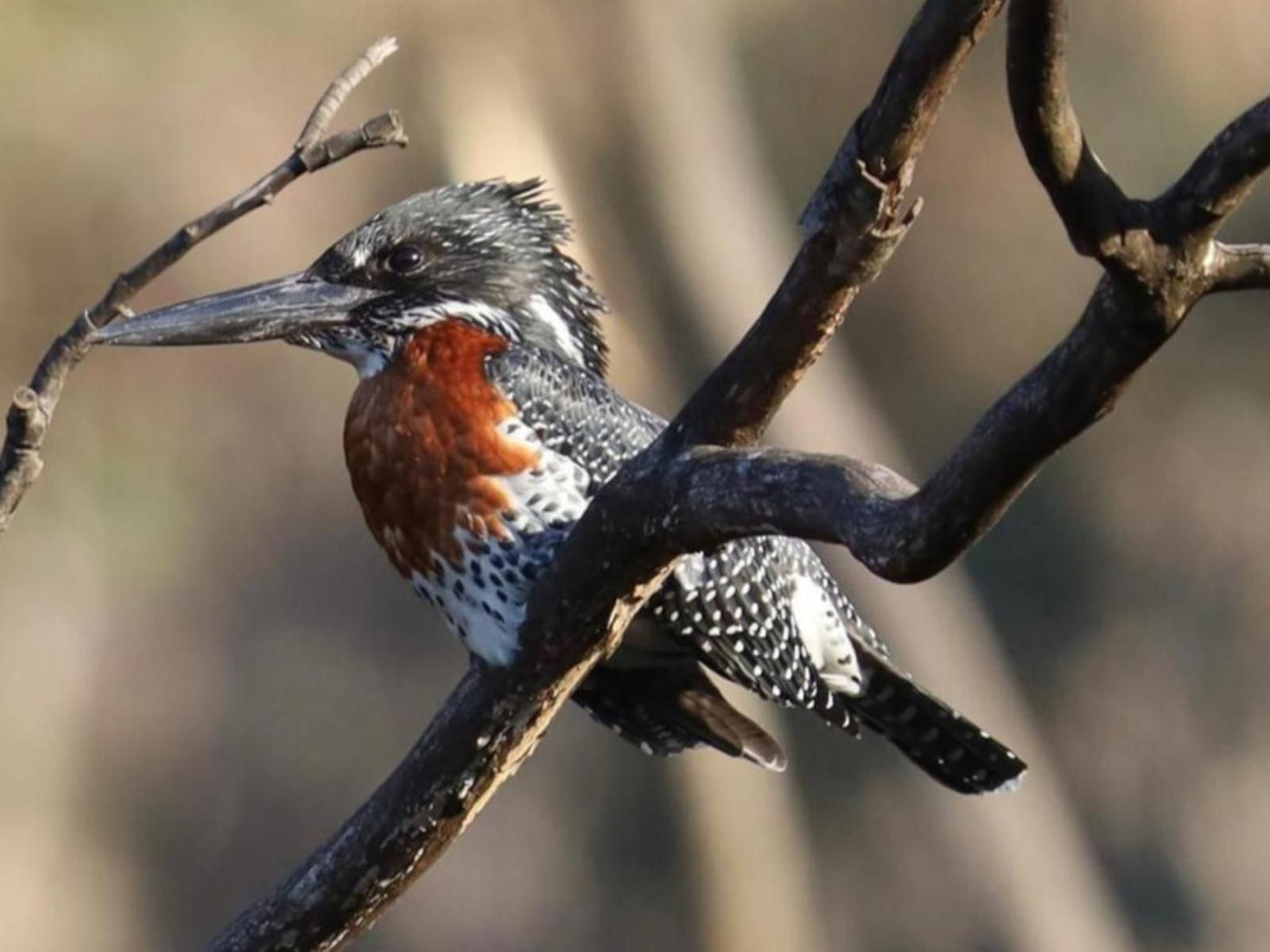 Highbourne Cottages, Kingfisher, Bird, Animal