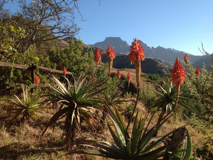 Highbourne Cottages, Cactus, Plant, Nature