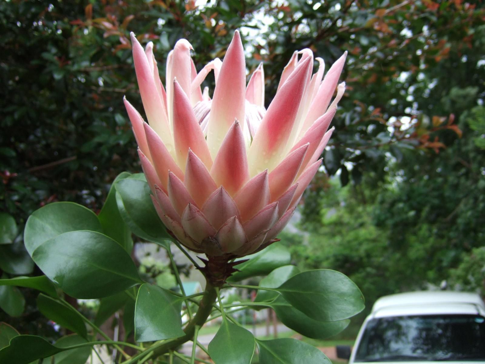 High Hopes Retreats And Guest House Greyton Western Cape South Africa Plant, Nature, Car, Vehicle