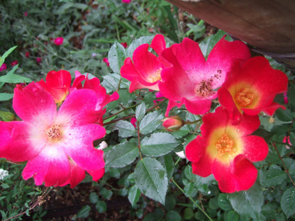 Camellia @ High Hopes Retreats And Guest House