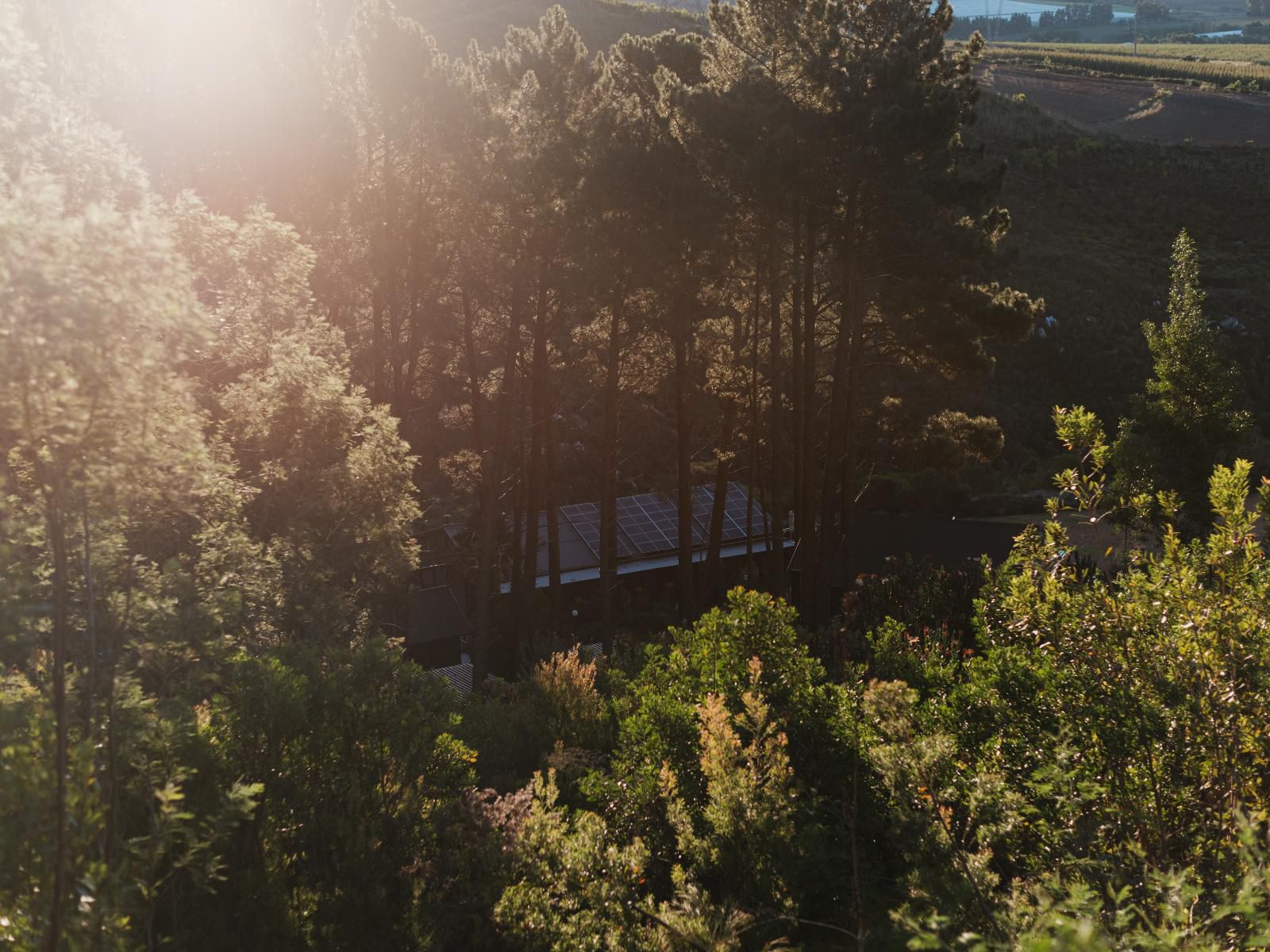 Highlands Lodge Mountain Retreat, Tree, Plant, Nature, Wood