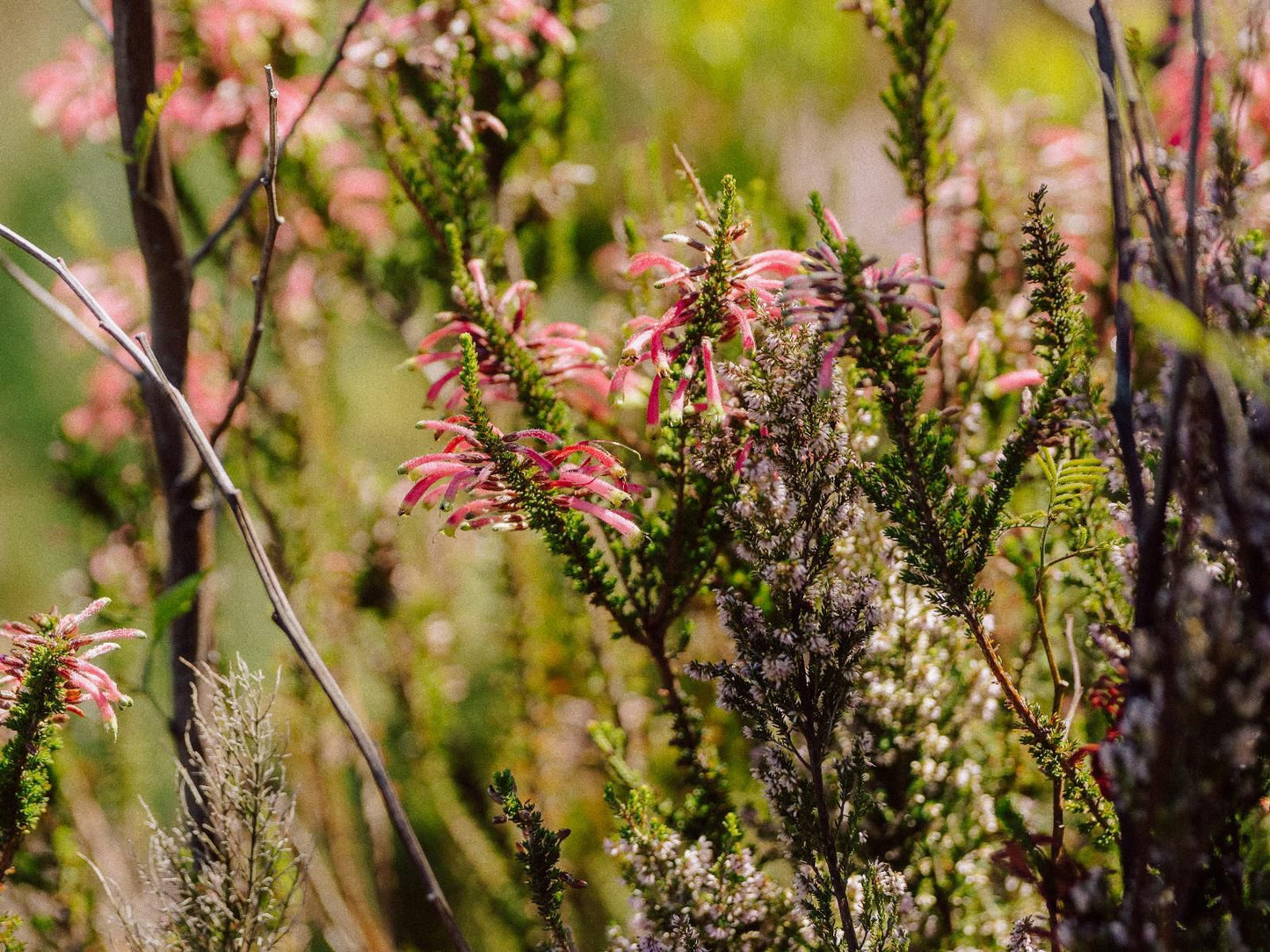 Highlands Lodge Mountain Retreat, Blossom, Plant, Nature, Bokeh