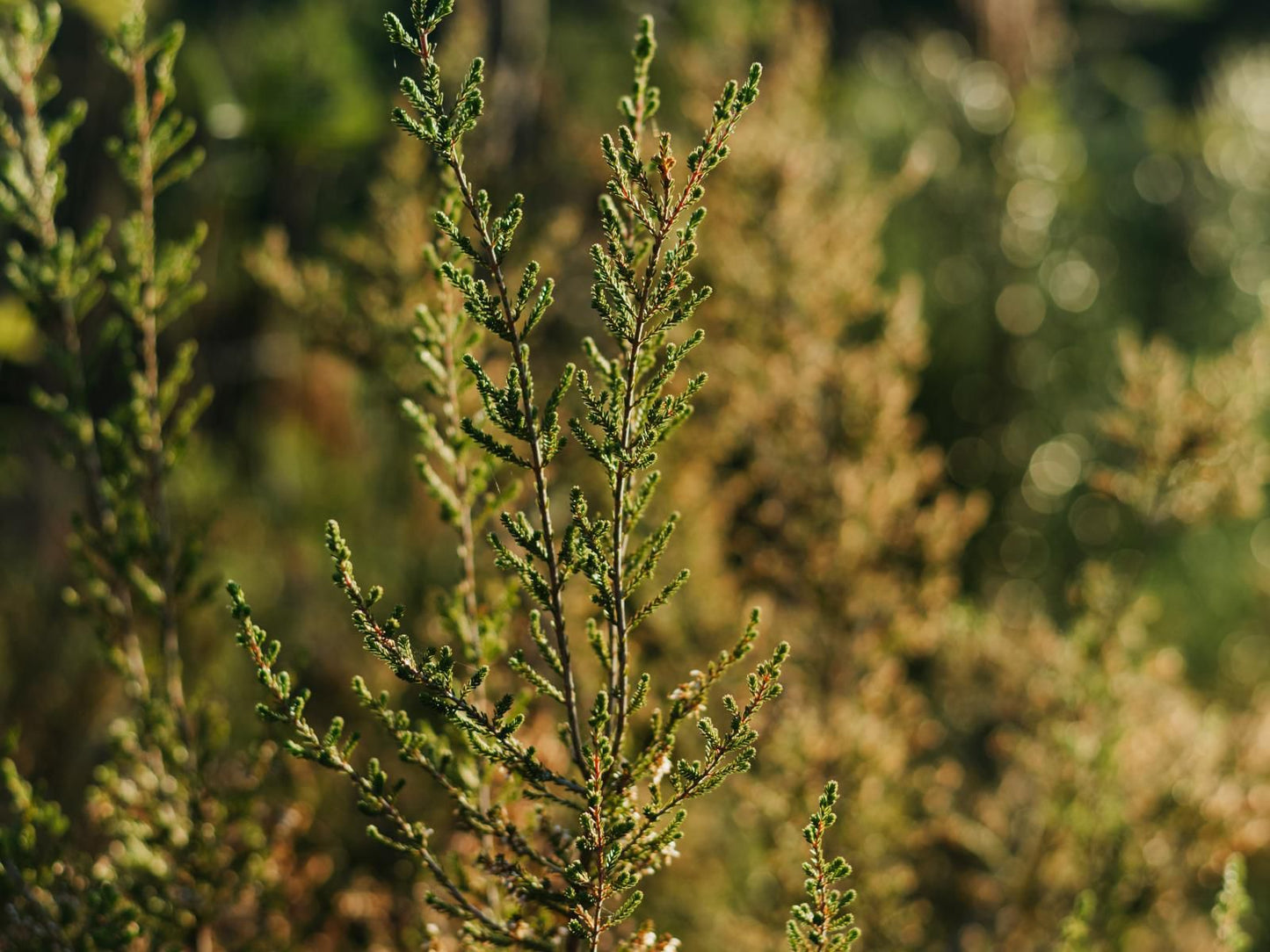 Highlands Lodge Mountain Retreat, Plant, Nature, Bokeh