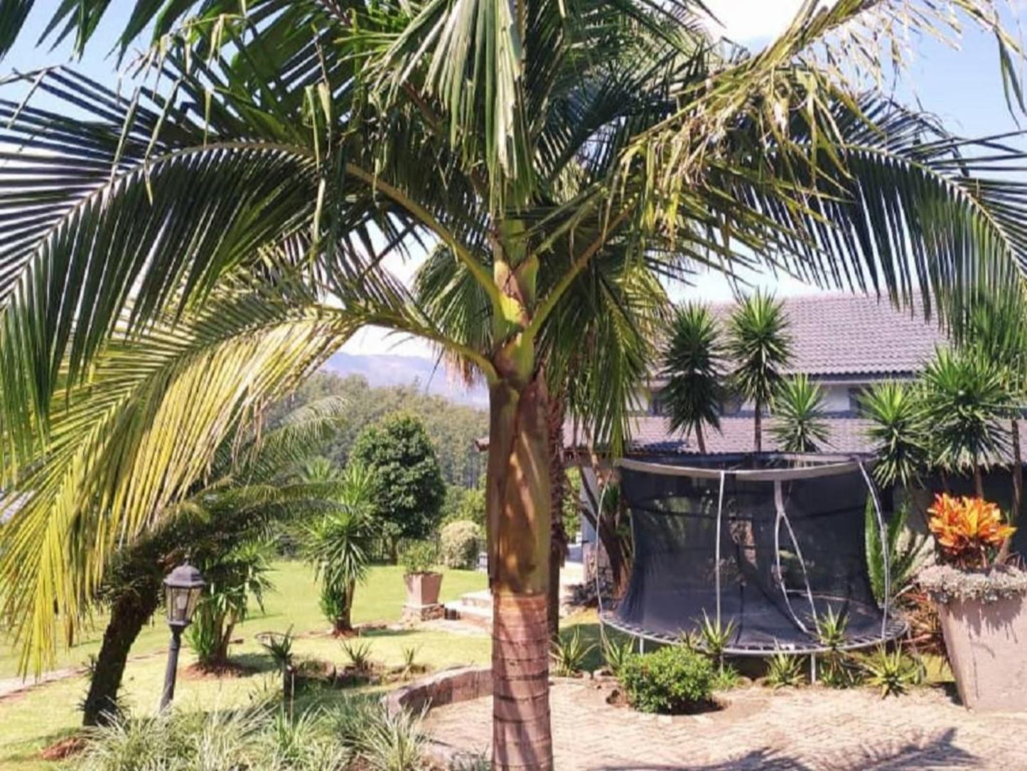 Highlands View Guest House, Palm Tree, Plant, Nature, Wood