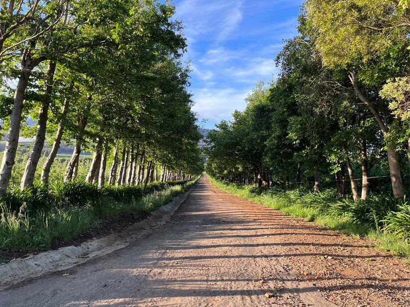 Highlands Lodge Waboomskraal George Western Cape South Africa Railroad, Tree, Plant, Nature, Wood, Leading Lines, Street