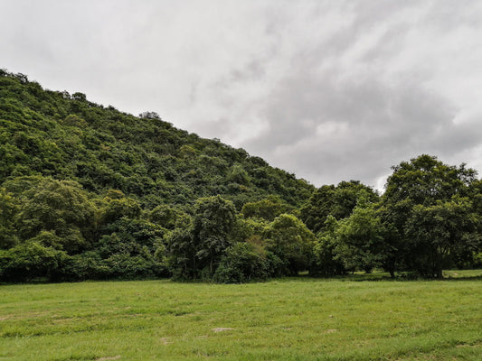 Highover Wildlife Sanctuary Richmond Kzn Kwazulu Natal South Africa Forest, Nature, Plant, Tree, Wood