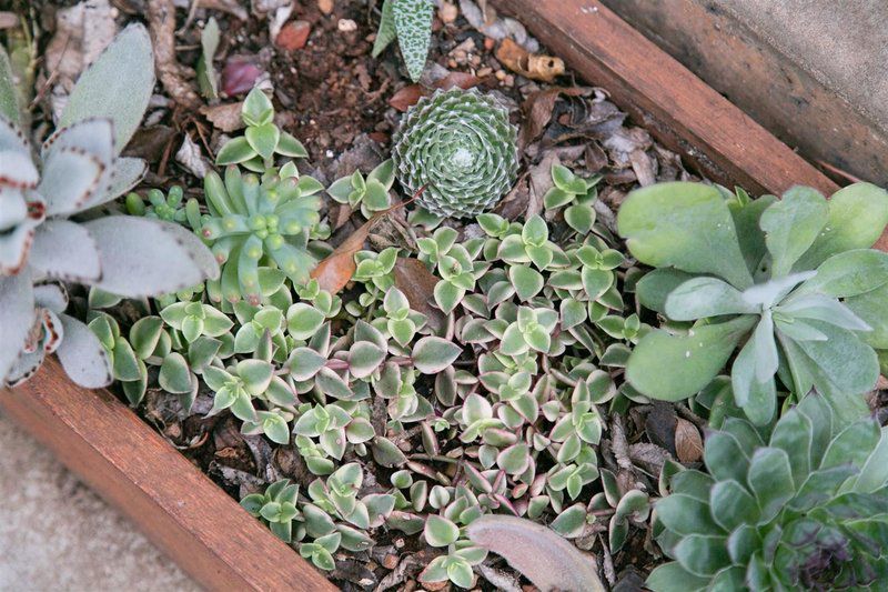 Highview Guesthouse Patensie Eastern Cape South Africa Cactus, Plant, Nature