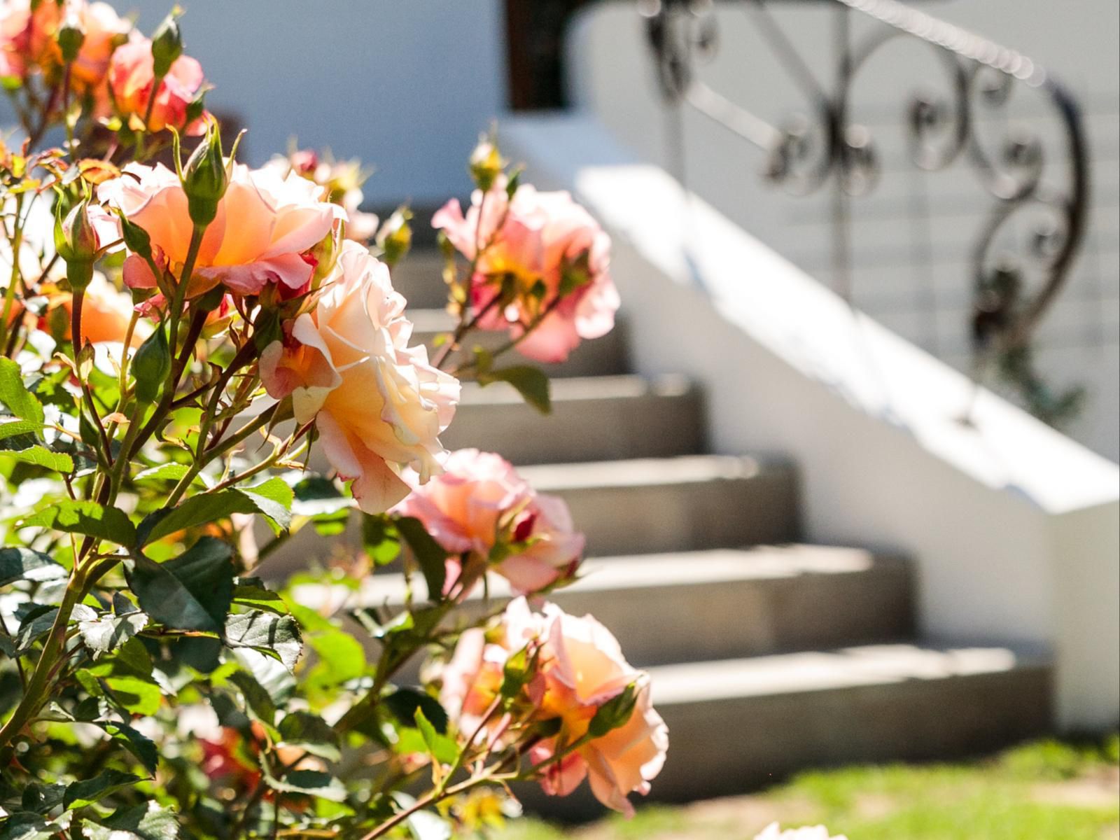 Hillingdale On Alexandra Wynberg Cape Town Western Cape South Africa Blossom, Plant, Nature, Bouquet Of Flowers, Flower, Rose, Stairs, Architecture, Bokeh