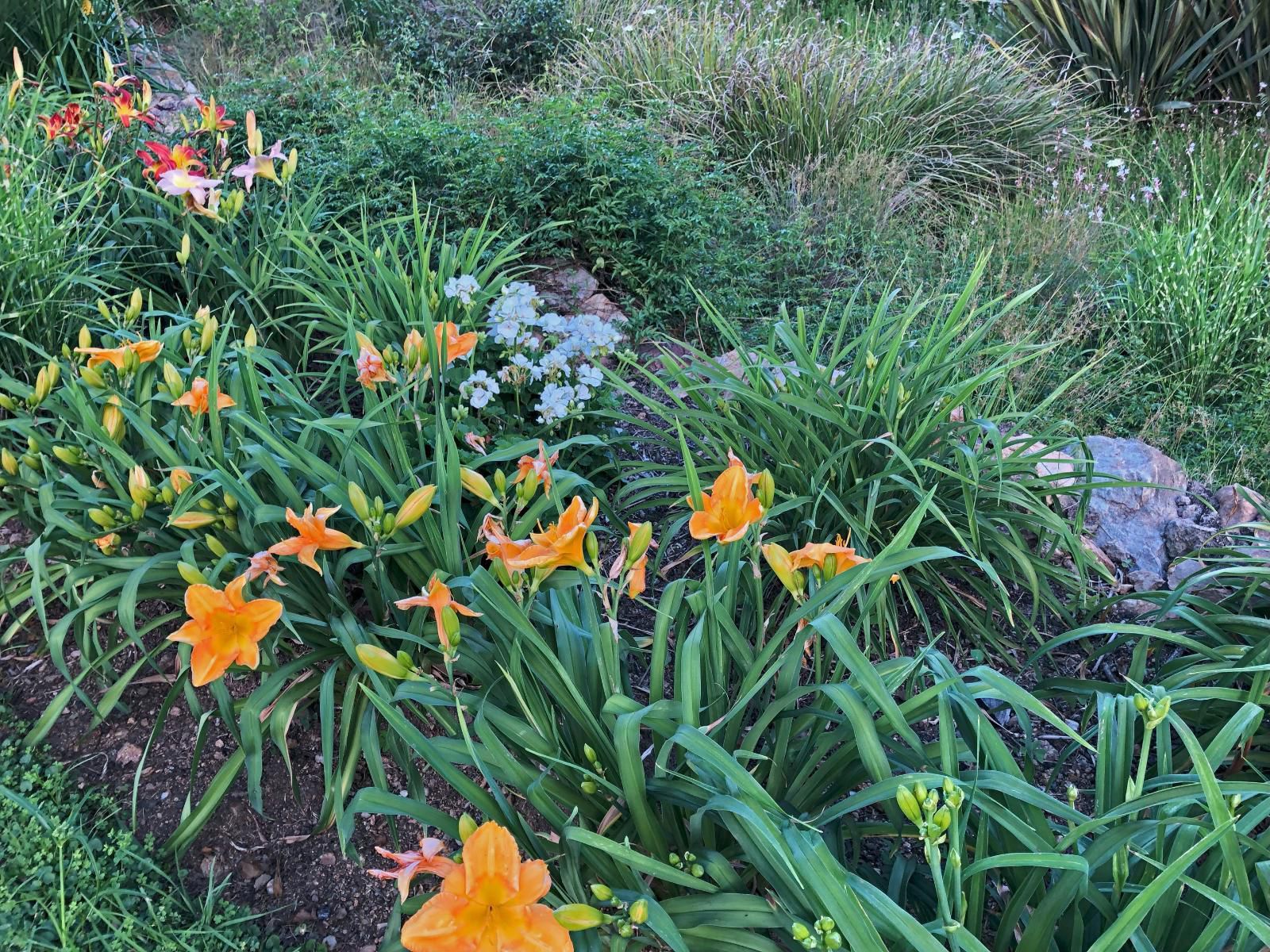 Hills And Dales Accommodation, Flower, Plant, Nature, Garden