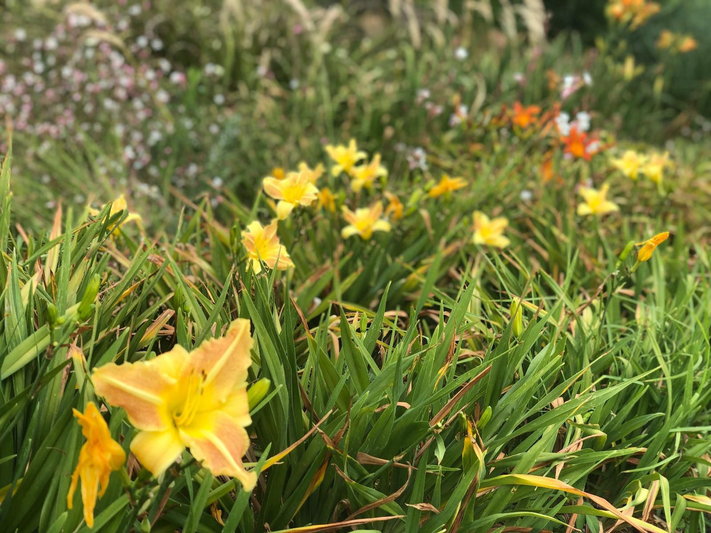 Hills And Dales Accommodation, Daffodil, Flower, Plant, Nature, Meadow