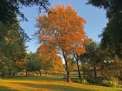 Hills And Dales Accommodation, Plant, Nature, Tree, Wood, Autumn