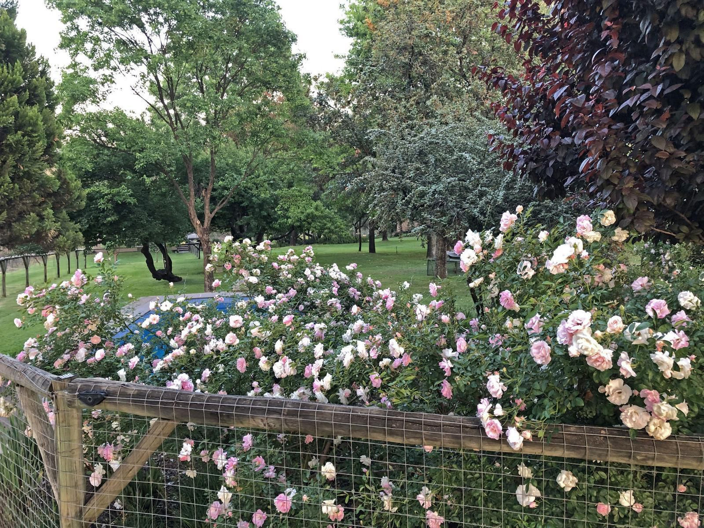 Hills And Dales Accommodation, Blossom, Plant, Nature, Rose, Flower, Garden