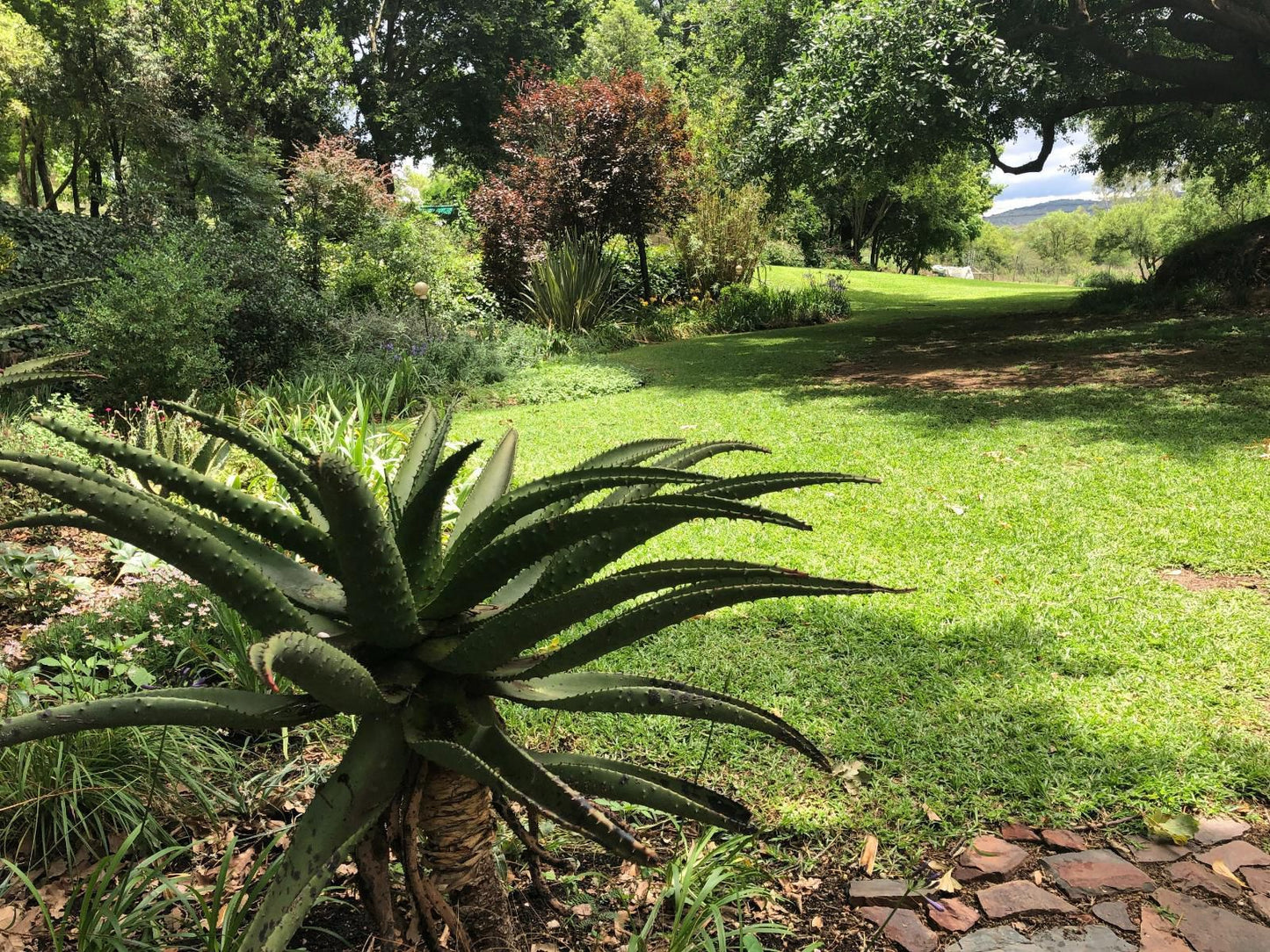 Hills And Dales Accommodation, Pineapple, Fruit, Food, Plant, Nature, Garden