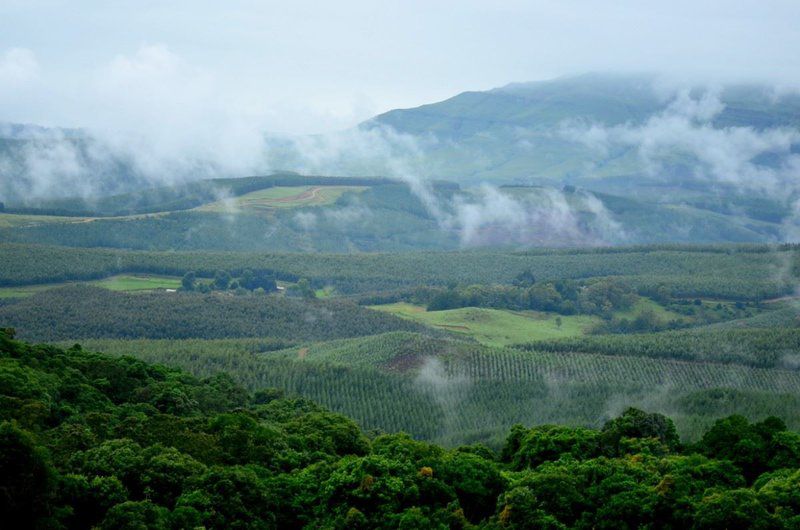 Hillside Lodge Bulwer Kwazulu Natal South Africa Mountain, Nature, Tree, Plant, Wood, Highland