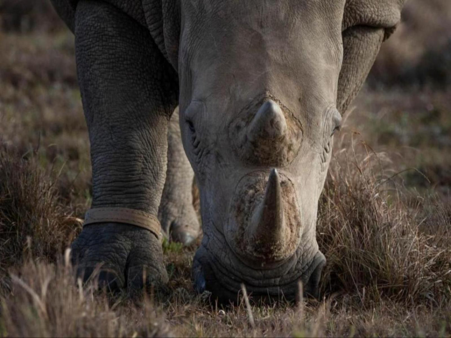 Hillsnek Safari Camp Amakhala Game Reserve Eastern Cape South Africa Rhino, Mammal, Animal, Herbivore