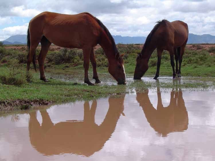 Hillston Farm Cottage Middelburg Eastern Cape Eastern Cape South Africa Complementary Colors, Horse, Mammal, Animal, Herbivore