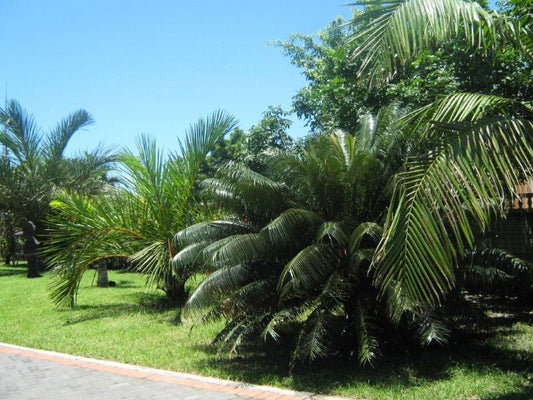 Hilton Gardens Bed And Breakfast Wildenweide Richards Bay Kwazulu Natal South Africa Complementary Colors, Palm Tree, Plant, Nature, Wood