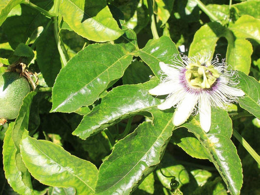 Himmelblau Boutique Bed And Breakfast Oranjezicht Cape Town Western Cape South Africa Colorful, Flower, Plant, Nature