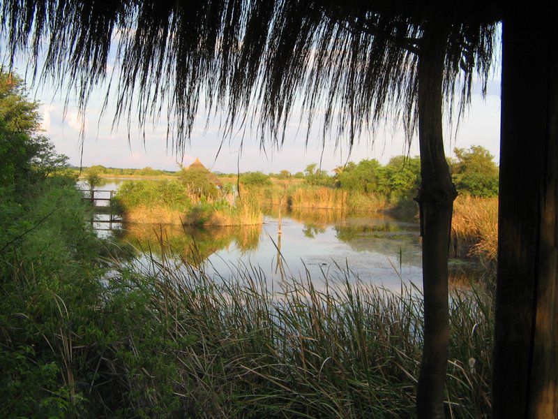 Hippo S Haven Hans Merensky Phalaborwa Limpopo Province South Africa Palm Tree, Plant, Nature, Wood, River, Waters