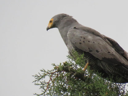 His Vessel Guesthouse Pty Ltd Clarens Free State South Africa Unsaturated, Hawk, Bird, Animal, Predator