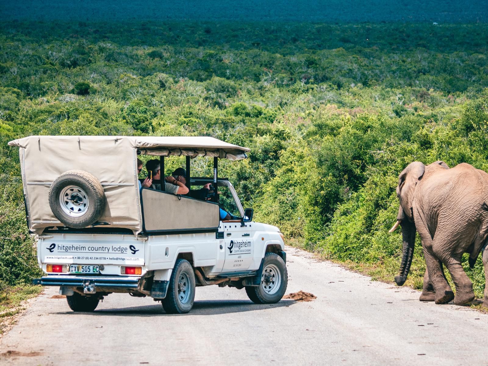 Hitgeheim Country Lodge Addo Eastern Cape South Africa Elephant, Mammal, Animal, Herbivore, Vehicle, Truck