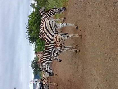 Hluhluwe Gate Safari Camp Hluhluwe Game Reserve And Surrounds Kwazulu Natal South Africa Zebra, Mammal, Animal, Herbivore