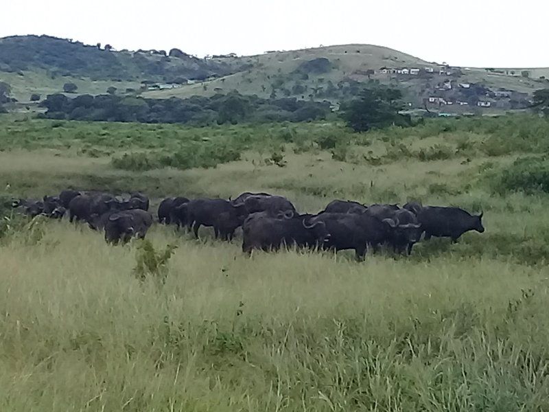 Hluhluwe Gate Safari Camp Hluhluwe Game Reserve And Surrounds Kwazulu Natal South Africa Bison, Mammal, Animal, Herbivore, Water Buffalo, Highland, Nature