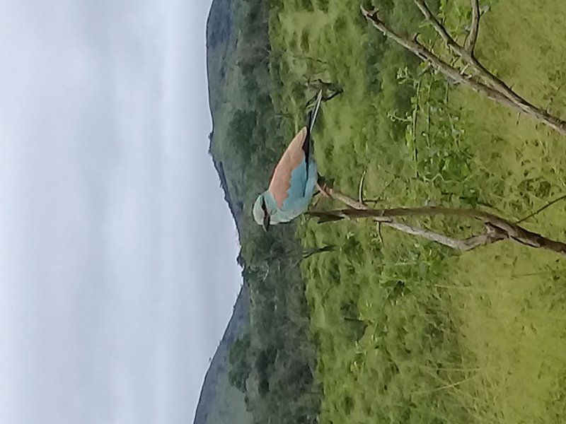 Hluhluwe Gate Safari Camp Hluhluwe Game Reserve And Surrounds Kwazulu Natal South Africa Complementary Colors, Kingfisher, Bird, Animal